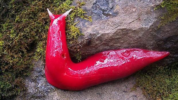 Pink Slug